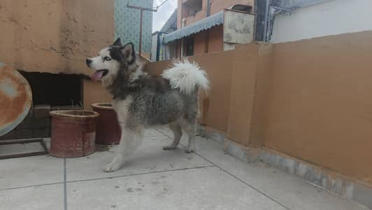 Husky male confirm stud