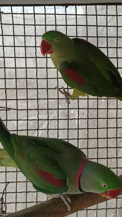 raw parrot breeder pair