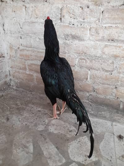 Black lasani aseel for sale