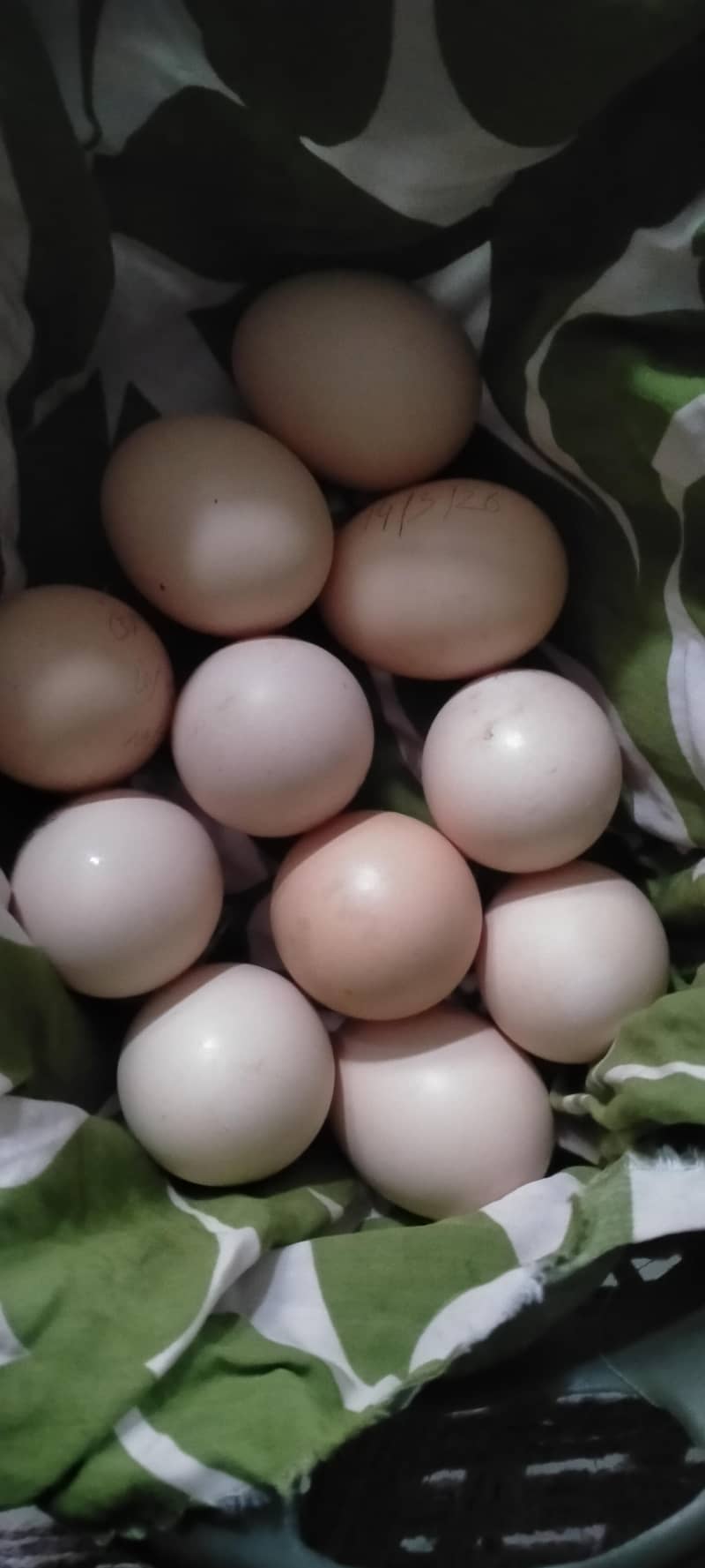 وائٹ ھیرا کے انڈے اور لاکھا کے فریش انڈے 1