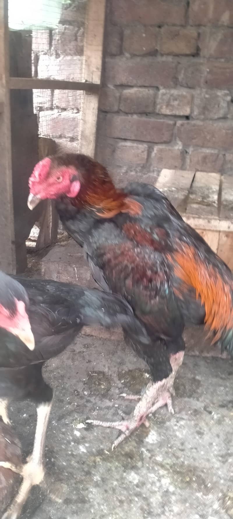 وائٹ ھیرا کے انڈے اور لاکھا کے فریش انڈے 2