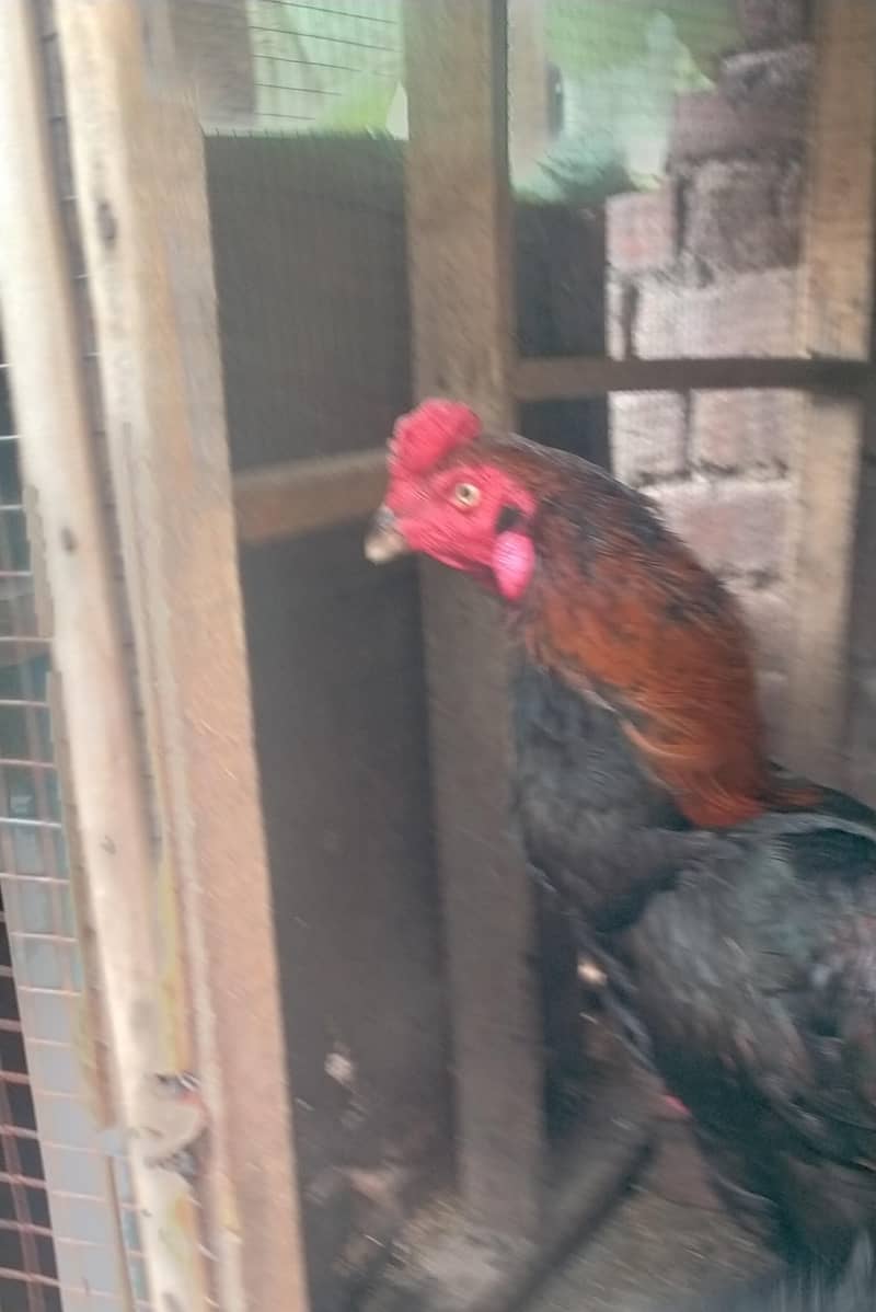 وائٹ ھیرا کے انڈے اور لاکھا کے فریش انڈے 3