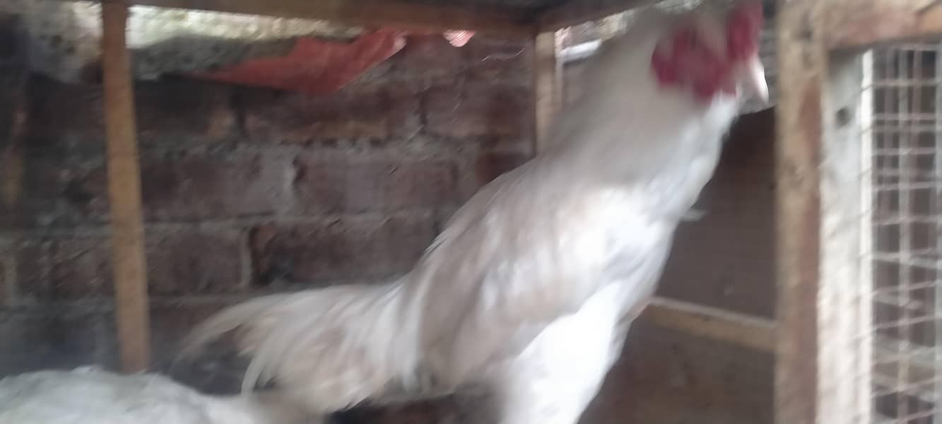 وائٹ ھیرا کے انڈے اور لاکھا کے فریش انڈے 4