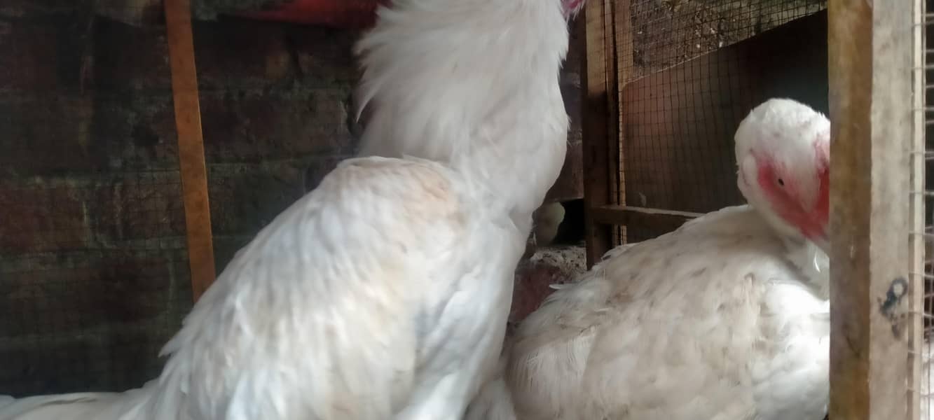 وائٹ ھیرا کے انڈے اور لاکھا کے فریش انڈے 5