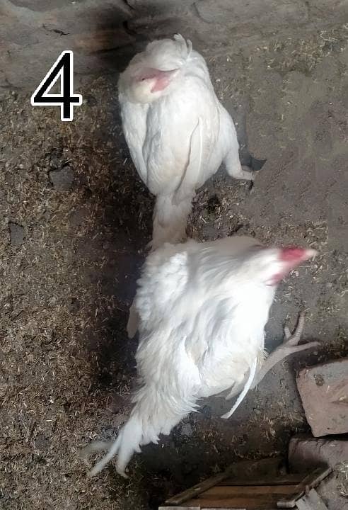 وائٹ ھیرا کے انڈے اور لاکھا کے فریش انڈے 7