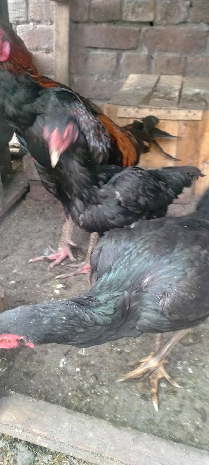 وائٹ ھیرا کے انڈے اور لاکھا کے فریش انڈے 8