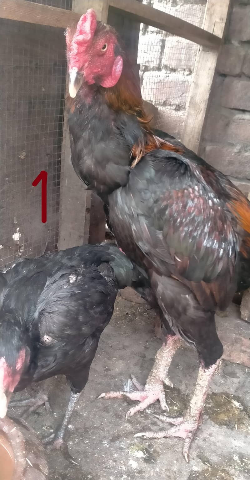 وائٹ ھیرا کے انڈے اور لاکھا کے فریش انڈے 9