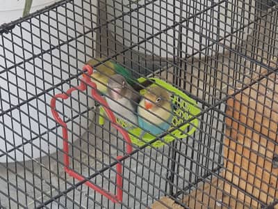 Love Bird Pair (1 male , 2 female)