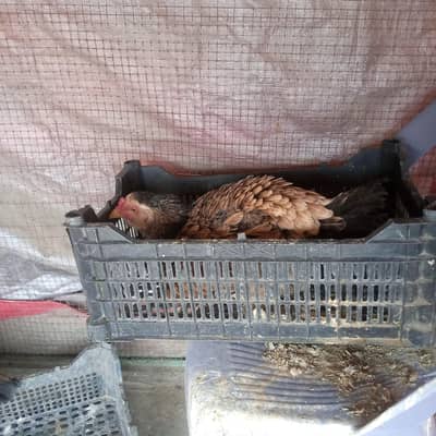 3 kurak Aseel Females 0301_4388928