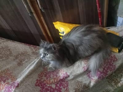 persian cat