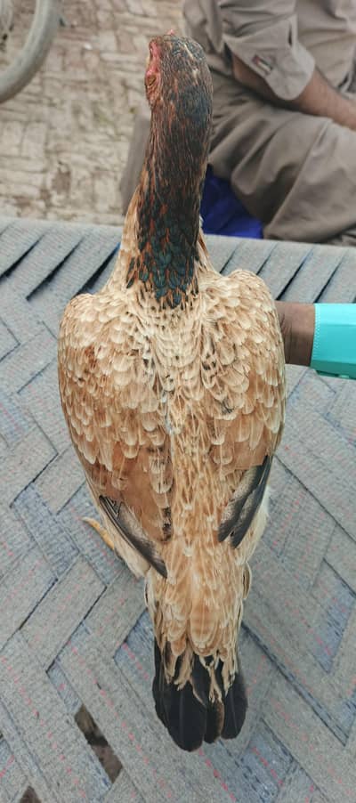 Aseel Mianwali Breed