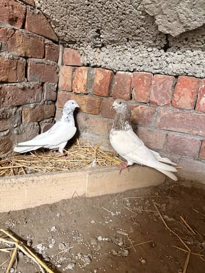 Pigeons best quality