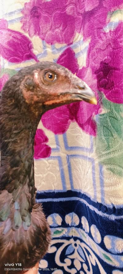 Thai barmi pathi 4 month