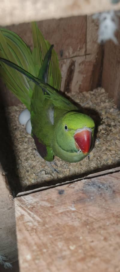 Kashmiri Parrot Pair Far Sele