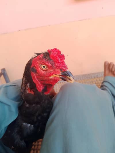 03132485784 only wahatsp