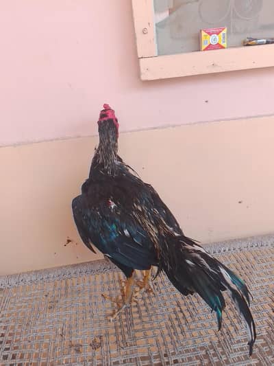 03132485784 only wahatsp