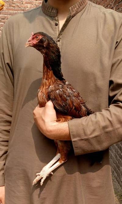 Aseel Galvi  egg laying murgi  available 03350661457