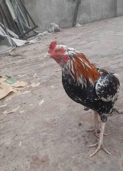 bht e nayab or khubsurt keemti pair strong budy line may