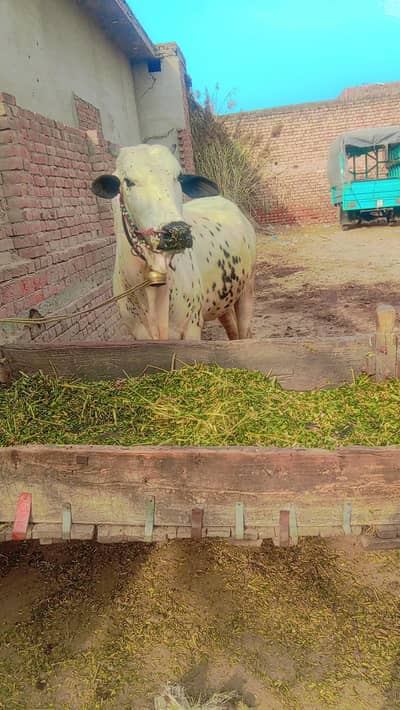 beautiful white beauty bull haali bull