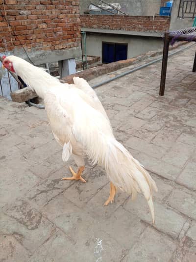 pure German king shamo premium quality