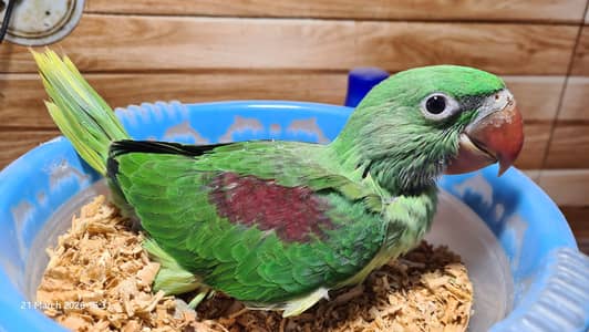 Kashmiri Raw Parrot Jumbo Size Tamed Chick