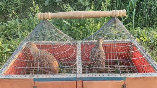 Irani teetar breeder to pair big size