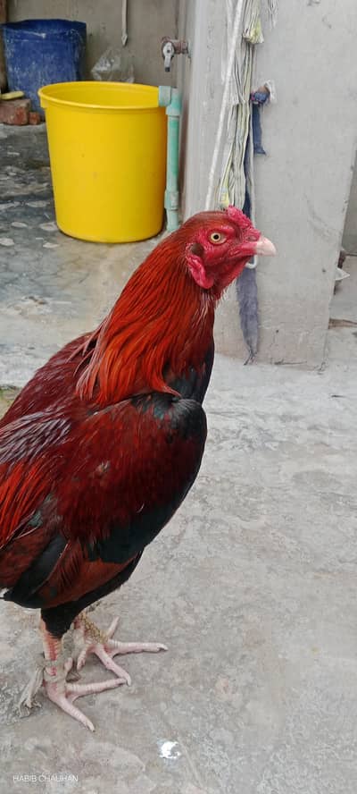 hen with red or green colour
