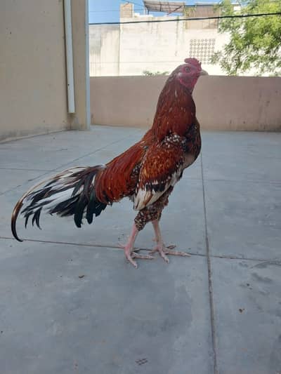 Aseel breeder for sale