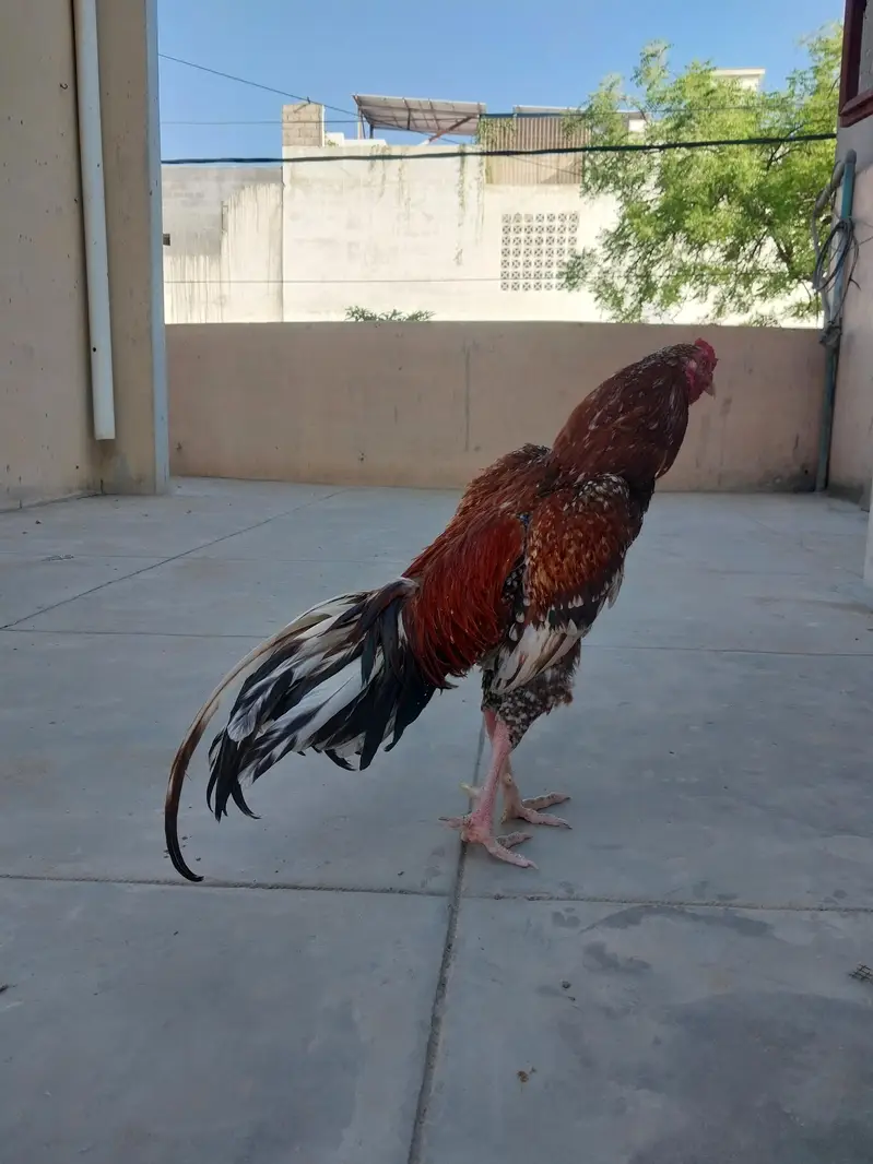 Aseel breeder for sale — photo 2