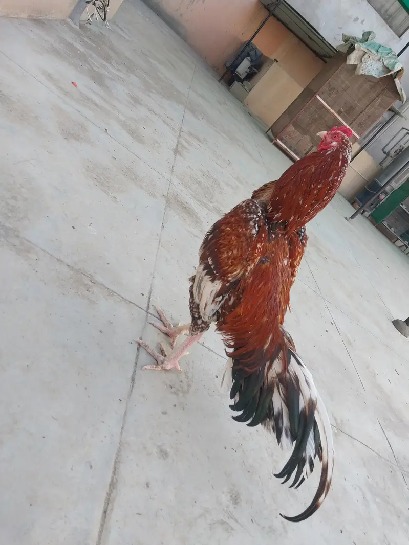Aseel breeder for sale — photo 3