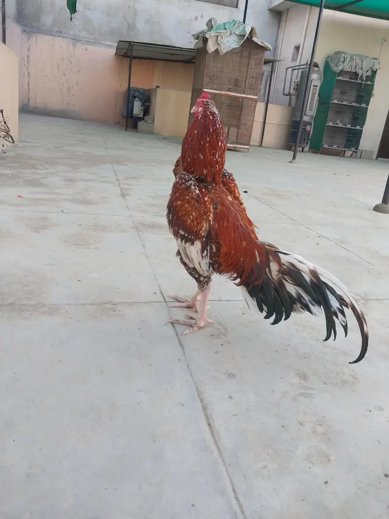 Aseel breeder for sale — photo 4