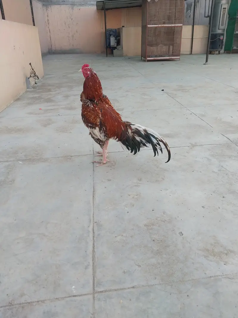 Aseel breeder for sale — photo 5