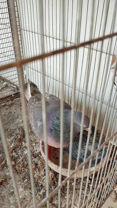 female hy main sale kar Reh hun 03342135635