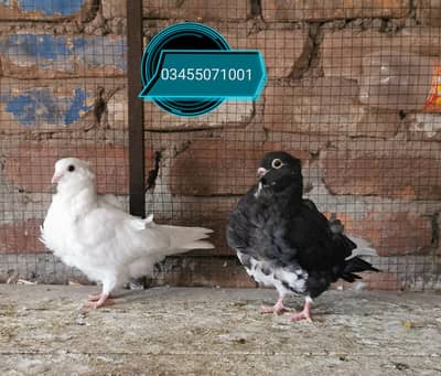 Imported fancy bloodline pairs