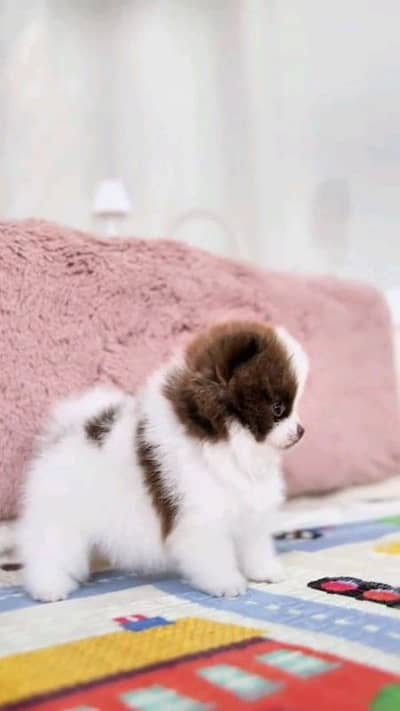 pomeranian helthy and happy puppies dog for sale 03134933748wahtsap