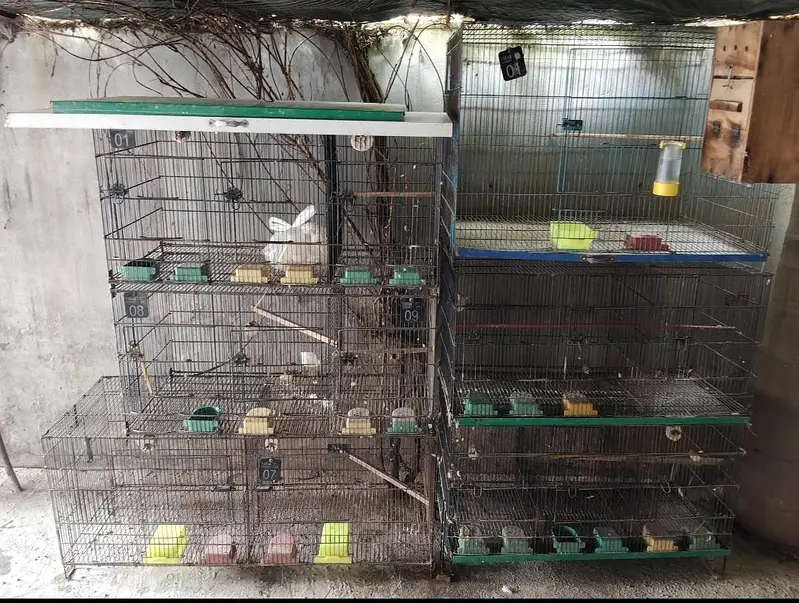 cage for sale bajri lovebird pinjra — photo 2