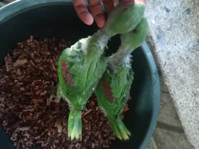 raw parrot chicks