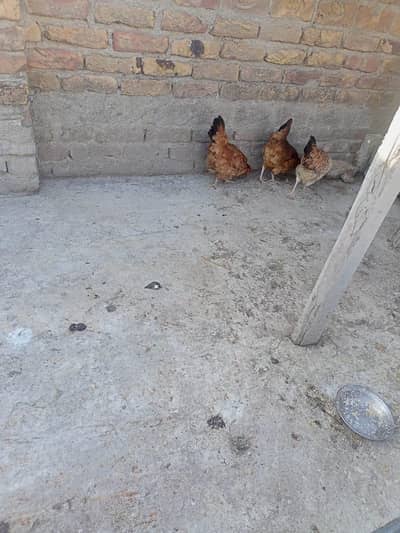 Golden murghia for sale