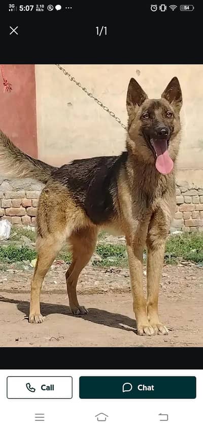 German Shepherd Female (03006287610)