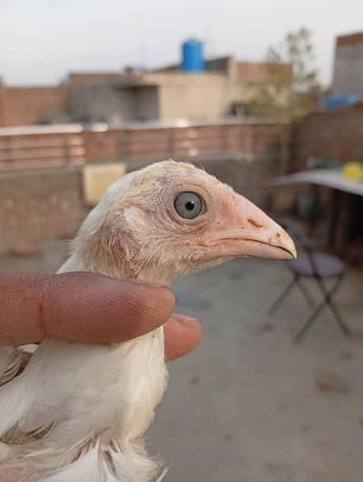 Heera chicks for sale