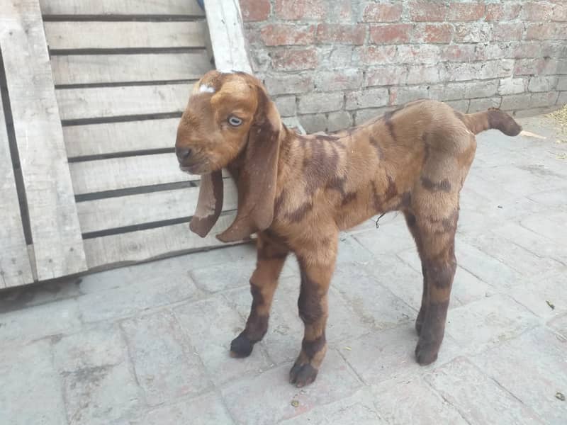 ساتھ دو بچے ہیں 2