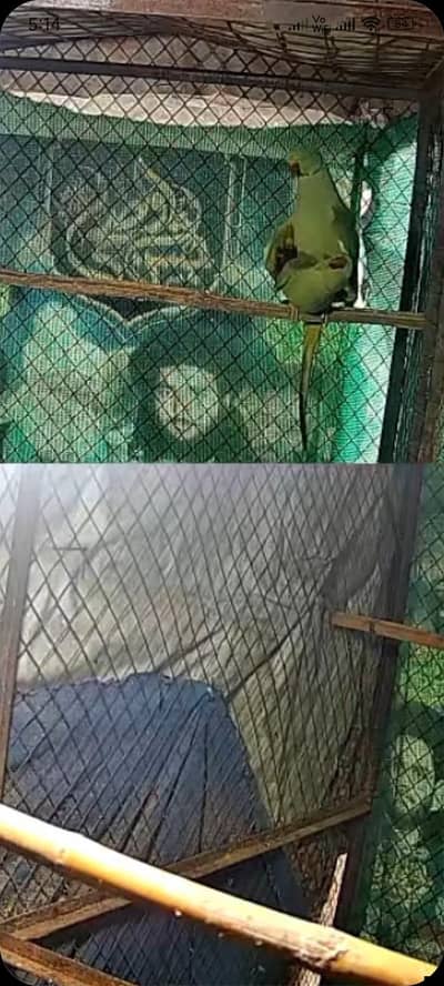 confirm breeder jora full add read