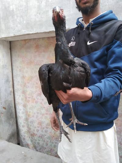 ASEEL MADIYA PURE WALITY [0328-1729770] WHATSAPP