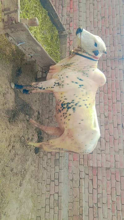 special white beauty bull Dani bull