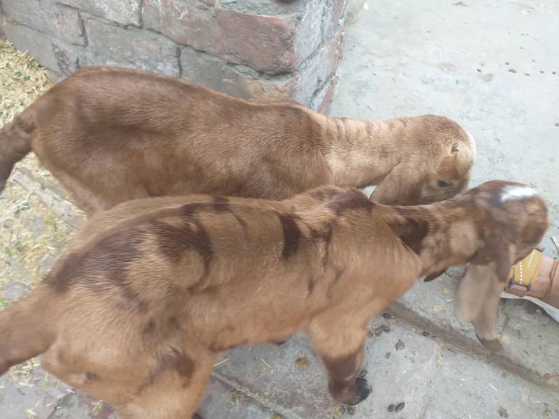 ساتھ دو بچے ہیں 3