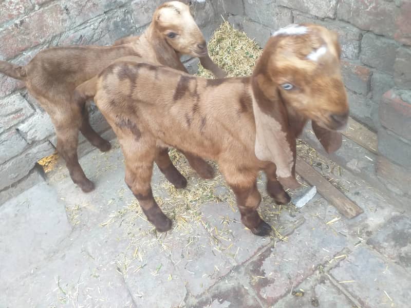 ساتھ دو بچے ہیں 4