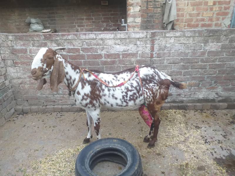 ساتھ دو بچے ہیں 6