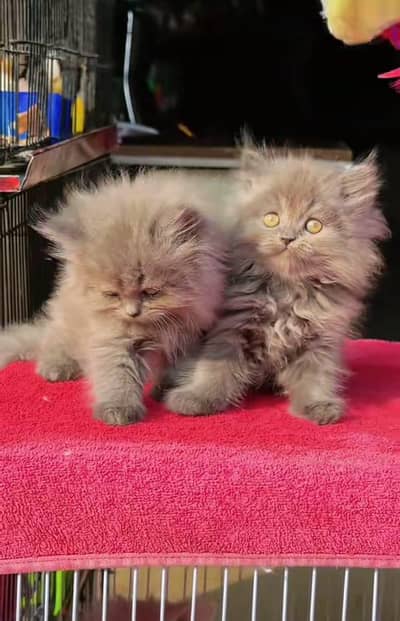 Cat Persian Persian kittens Blue eyes long hair 03/40\58/786\97o⁠:⁠-⁠)