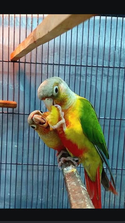 Orignal pineapple pair Urgent sale