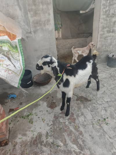 urgent sell for Bakra